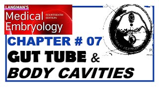 Langman Chapter07  Gut Tube amp Body Cavities  Embryology  Dr Asif Lectures [upl. by Teodoor995]