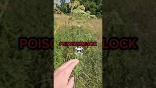 Beware of Poison Hemlock and Water Hemlock when foraging [upl. by Norbert733]