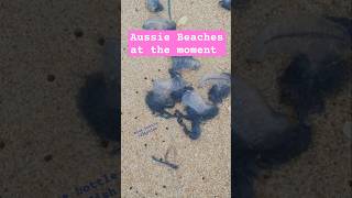 Aussie Beach bluebottle jellyfish can still sting you out of the water 🤕 [upl. by Azmuh842]