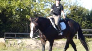 Rowan  Clydesdale Cross  jumping  video 4  Valley View Ranch [upl. by Thomson]