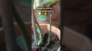 plumeria pudica cutting propagation😍 garden cutting chhattisgarh plants plantlovers youtube [upl. by Meares]