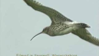 Curlew Capers and song [upl. by Noiroc]