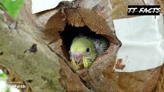 THE BUDGERIGAR BIRDS [upl. by Neibaf]