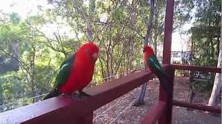 Attractive Australian King Parrot [upl. by Catton]