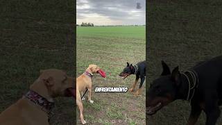 Pitbull vs Doberman ¿Quién Ganará en una Pelea de Protección [upl. by Aneeb]