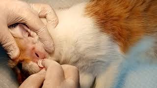 Cat with abscess [upl. by Eran645]