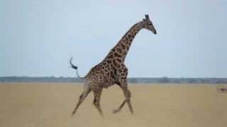 Running Giraffe in Botswana [upl. by Walls85]