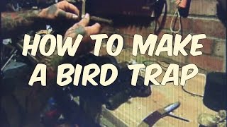 how to make a bird trap [upl. by Corette]