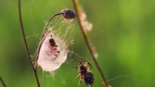 Canon M50  18150mm 4K video test in Vacaresti Nature Park Bucharest Romania [upl. by Retsevlis488]