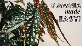 Begonia maculata  My Experience with Cane Begonia [upl. by Adnol]