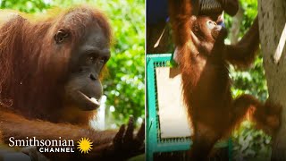 Are These Two Orangutans Ready for the Wild 🦧 Orangutan Jungle School  Smithsonian Channel [upl. by Yerffoeg]