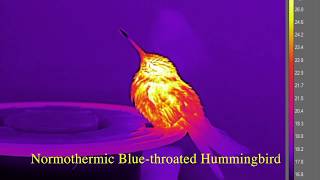 Examples of Sleeping and Torpid Hummingbirds [upl. by Kiel166]