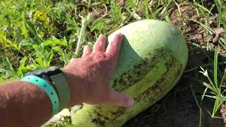 How to tell when watermelons are ripe The Spoon The Tendril and the Field Spot [upl. by Hakceber]