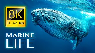 MARINE LIFE 8K ULTRA HD [upl. by Jarred258]