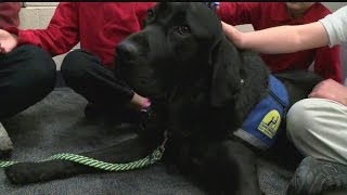 Classroom dog is helping special needs children at Campbell Elementary [upl. by Limhaj]