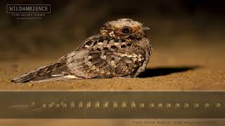 Fierynecked Nightjar Call amp Sounds  An iconic night sound of the African bush [upl. by Pricilla]