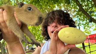 How To Find Capybara Eggs dangerous [upl. by Laeria874]