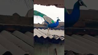 peacock original video original sound trending nationalbirds ytshorts peacocking ytshortvideo [upl. by Knapp74]