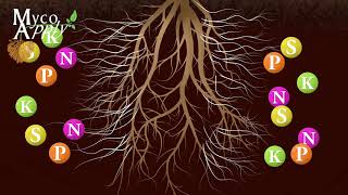 Mycorrhizal Animation [upl. by Dickerson]