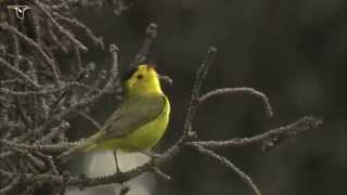 Wilsons Warbler singing [upl. by Schwerin]