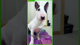 ALL ABOUT THE BULL TERRIER  Bull Terrier Facts  Dog Breed Info  Bull Terrier Training shorts [upl. by Ellirpa630]