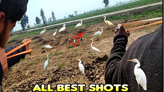 Best Cattle Egret Bird Hunting With Slingshot First Flying Shot [upl. by Elsi]