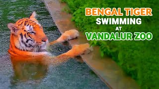 Bengal Tiger Swimming at Vandalur Zoo [upl. by Yelserp199]