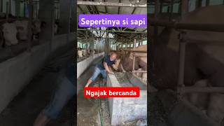 Kandang sapi naedygantenk9269 [upl. by Kcirde736]