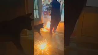 Happy Diwali Funtimewithjackrusselljackrusselljackrussellsjackrussellworld [upl. by Eachern]