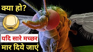 World Without Mosquitoes मच्छरों के बिना दुनियाँ कैसी होगी [upl. by Steep394]