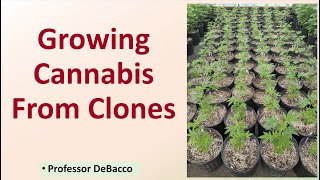 Growing Cannabis From Clones [upl. by Akit]