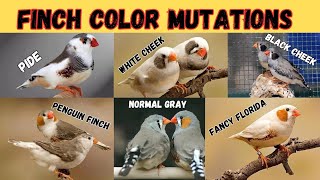 Zebra Finch Color Mutations🥰🥰  Identifying and Understanding Different Varieties  Khubaib Pets [upl. by Hallutama]