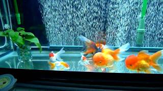 Goldfish Tank [upl. by Khalsa]