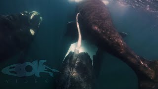 Southern Right Whales Mating in Argentina [upl. by Grounds]