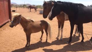 Mini Stallion Meets Big Horses [upl. by Mir]