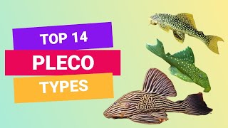 TOP 14 TYPES OF PLECO  PLECOSTOMUS  FINDING FISHES [upl. by Sennahoj]