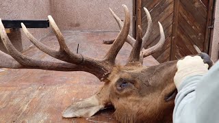 HOW TO CLEAN A TULE ELK SKULL [upl. by Waite]