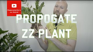 3 easy ways to propagate Zamioculcas Zamiifolias ZZ Plant [upl. by Adelia]