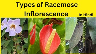 Types of Racemose Inflorescence Racemose Inflorescence characteristics and types [upl. by Martita]