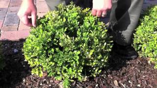 How to Care For Your Boxwoods [upl. by Crispen719]