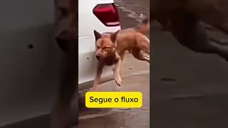 Cachorro caramelo e suas habilidades memes [upl. by Massab687]