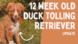 12 week Nova Scotia Duck Tolling Retriever  Why we chose a Toller [upl. by Montagna]