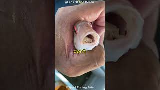 The Fish Tongue Parasite [upl. by Jolie]