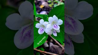 Chinese violet  Asystasia gangetica triplet [upl. by Eidob]