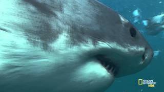 All About Shark Teeth  Nat Geo Kids Shark Playlist [upl. by Ennaitak899]