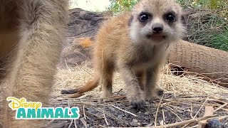 Meerkats  Disney Animals  Disney Junior [upl. by Berry]