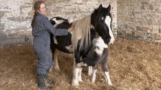 Poisoned horse beats the odds to survive [upl. by Platus]