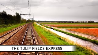 🇳🇱 Driving through Tulip Fields in Holland My favorite ride Den Haag  Amsterdam VIRM 2542024 [upl. by Areem262]