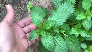 AMAZING BENEFITS OF STINGING NETTLE PLANT [upl. by Drusus]