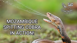 Mozambique spitting cobra Naja mossambica in action Deadly venomous snake from Africa [upl. by Nyladnar]